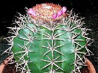 Melocactus zehntneri ssp canescens var. Montealtoi HU464 (Itaberaba, Bahia) JB.JPG